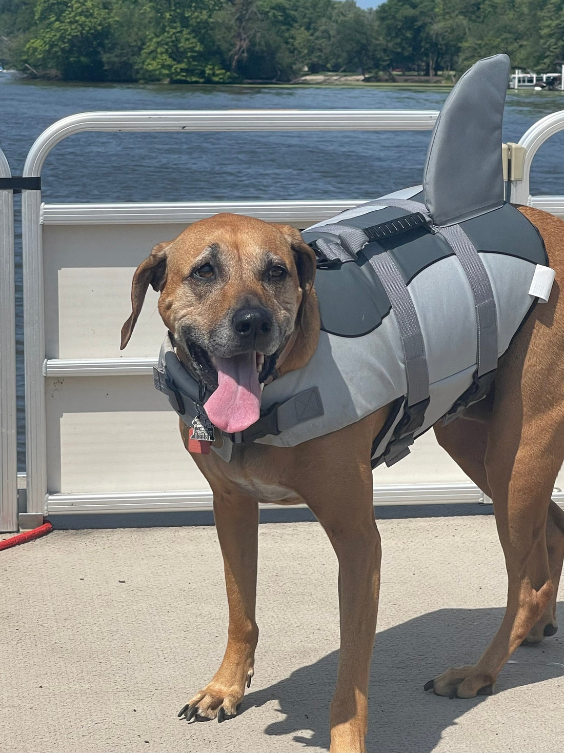 Featured Pup Paddler: Sasha